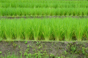 Green rice in the field