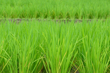 Green rice in the field