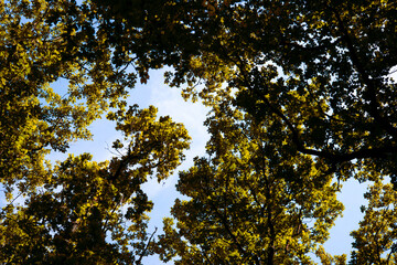 traveling through green forests on a beautiful summer day and admiring the sun's rays passing through the leaves