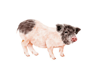 Watercolor Illustration of Little sweet hog, which is a small Chinese pig kept and made fat for eating, isolated on white background.