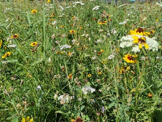 field of daisies