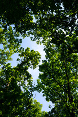 traveling through green forests on a beautiful summer day and admiring the sun's rays passing through the leaves