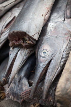 Swordfish