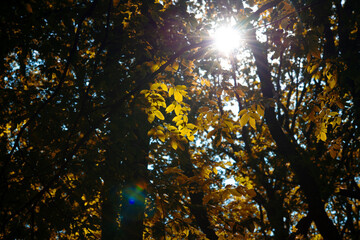 traveling through green forests on a beautiful summer day and admiring the sun's rays passing through the leaves