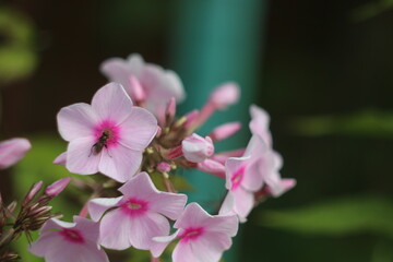 A close up of a flower