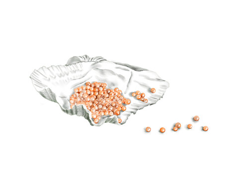 Watercolor Illustration of Southern Pearl in the shell, isolated on white background.