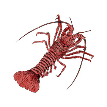 Illustration of Lobster, isolated on white background.