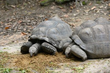 Obraz premium Giant Galapagos tortoise