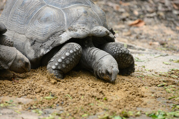 Giant Galapagos tortoise