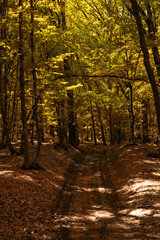 Fototapeta premium traveling through green forests on a beautiful summer day and admiring the sun's rays passing through the leaves
