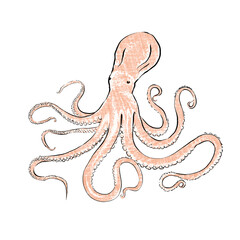 Illustration of Fresh Octopus, isolated on white background.