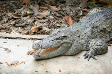 A crocodile who sleeps on the farm