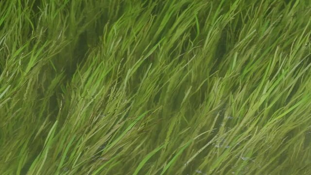 the slow swaying of the long green grass in the flow of water