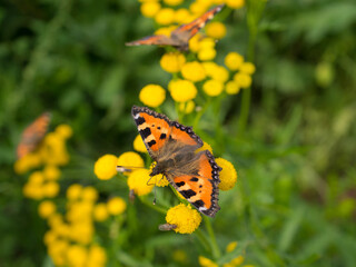 orange butterflies on tansy flowers