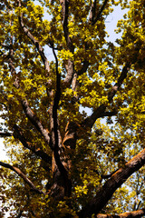 traveling through green forests on a beautiful summer day and admiring the sun's rays passing through the leaves