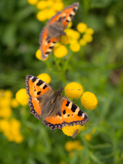 two bright butterfly on tansy flowers
