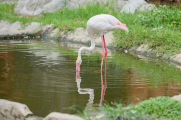 Flamingo in Thailand Zoo