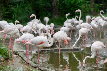 Fototapeta na wymiar Flamingo in Thailand Zoo