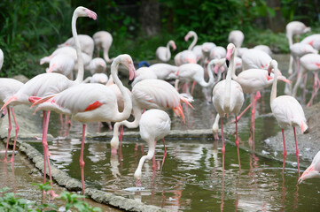 Fototapeta na wymiar Flamingo in Thailand Zoo