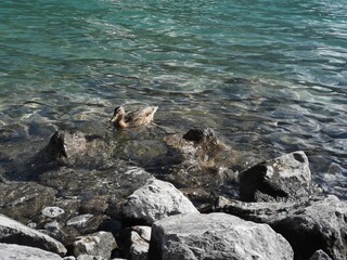 Fototapeta premium seal on the beach