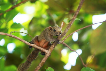 Naklejka na ściany i meble A squirrel climbing a tree in the garden