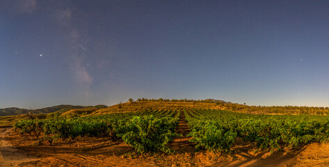 Vineyards on a full moon night, details of the stars and milky way and the vines in summer ready to harvest, Copcepto night photography © JuanFrancisco