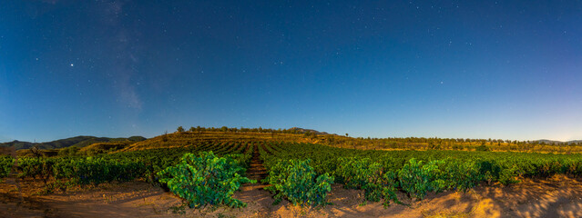 Vineyards on a full moon night, details of the stars and milky way and the vines in summer ready to harvest, Copcepto night photography © JuanFrancisco