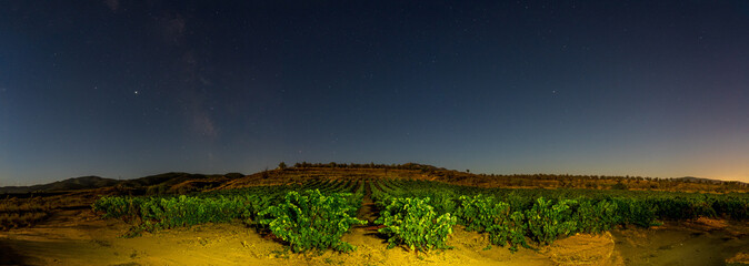 Vineyards on a full moon night, details of the stars and milky way and the vines in summer ready to...