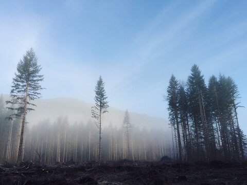 Clearcut