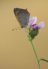 Lycaena virgaureae butterfly on a wild flower early in the morning waiting for the first rays of the sun