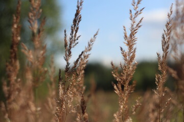 Ripe ears of grass on a blurred background