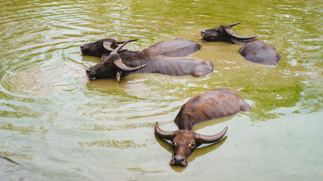 Domestic Asian buffalos in the water