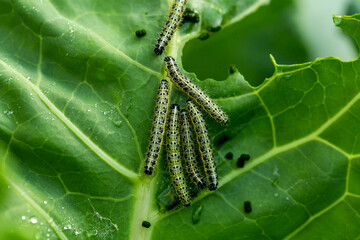 the caterpillars of the cabbage butterflies destroyed the cabbage crop, garden pests