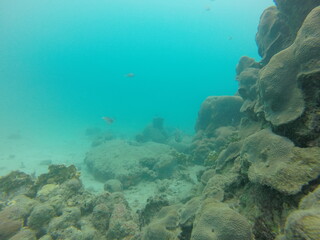Obraz premium coral reef