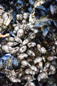 Goose barnacle on rocks