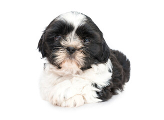 Perro Shih Tzu
