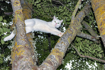 white cat in a tree