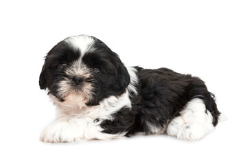 Perro Shih Tzu