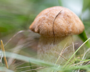 Young mushroom, lit by the sun, grow among fallen leaves, herbs in the forest. This mushroom is...