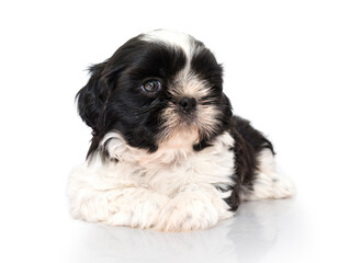 Perro Shih Tzu