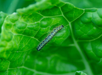 the caterpillars of the cabbage butterflies destroyed the cabbage crop, garden pests