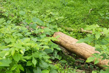 fallen tree in the tropical forest