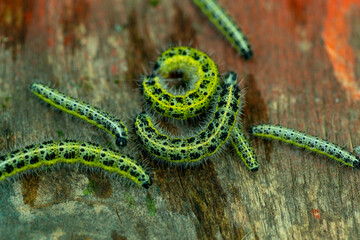 the caterpillars of the cabbage butterflies destroyed the cabbage crop, garden pests