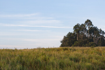 landscape with trees Khao Yai National Park Thailand