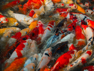 Obraz na płótnie Canvas Colourful charming Koi Carp Fishes moving in pond, Koi carps crowding together competing for food