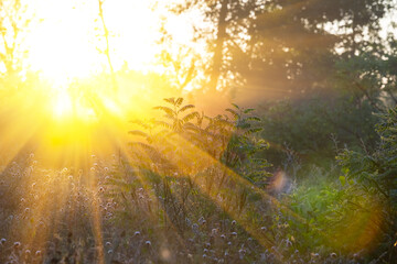 closeup forest glade in a light of sparkle morning sun, beautiful natural background
