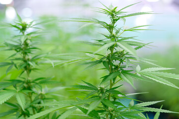 Cannabis sativa plant growing on a hemp farm, medical and biology concept