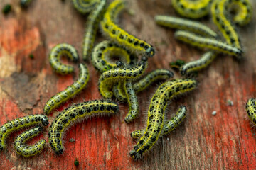 Obraz premium the caterpillars of the cabbage butterflies destroyed the cabbage crop, garden pests