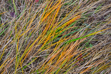 closeup varicoloured grass in a prairie, beautiful outdoor natural background