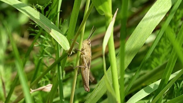 A small gray grasshopper sits in a green thicket of grass.